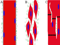 types_muscles