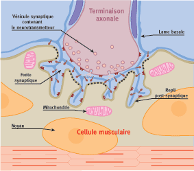 11_jonctionneuromusculaire