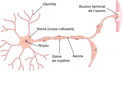 19_neurone