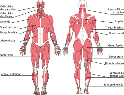 Connaissances sur le muscle - Institut de Myologie