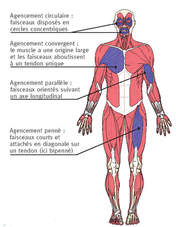 Faisceaux_musculaires