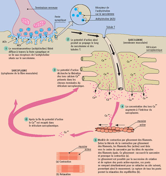 synapse1