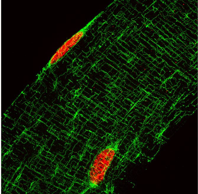 Fibre musculaire marquée pour les microtubules en vert et les noyaux en rouge